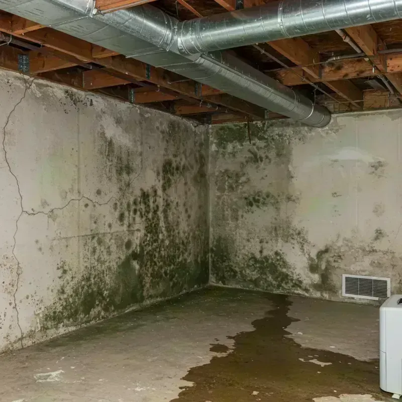 Professional Mold Removal in Arab, AL